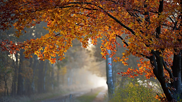 mist, trees, autumn