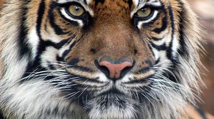 tiger, predator, animals