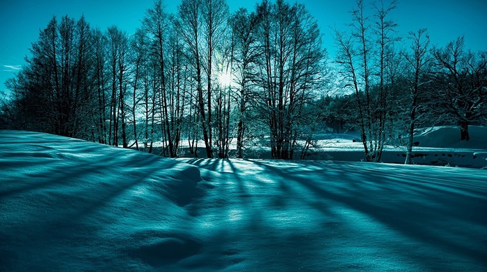 snow, winter, trees, Sun