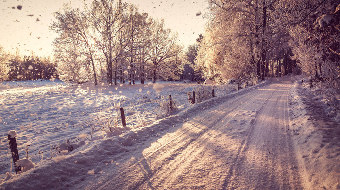 forest, nature, snow, trees, landscape, road, winter