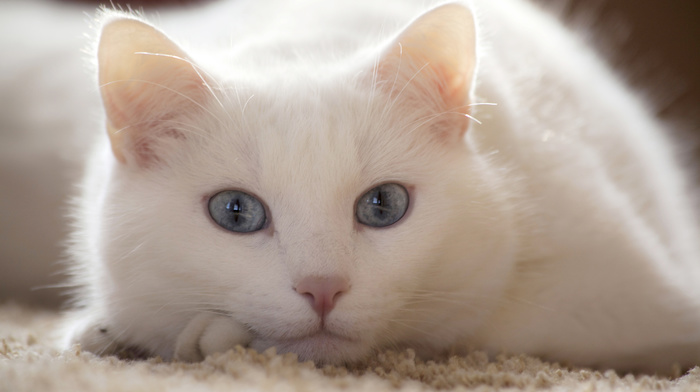 ears, animals, lies, cat, blue eyes