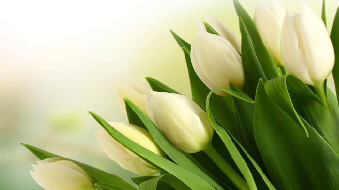 bouquet, tulips, flowers