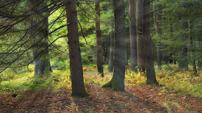 landscape, nature, forest