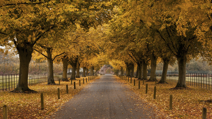 autumn, trees, building, fence