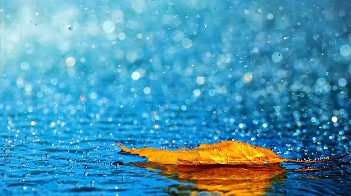 yellow, leaf, water, autumn, rain