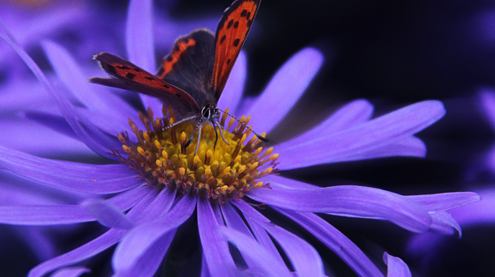 butterfly, background, flower, stunner