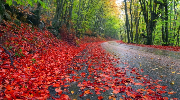 landscape, road, sky, trees, leaves, nature, forest