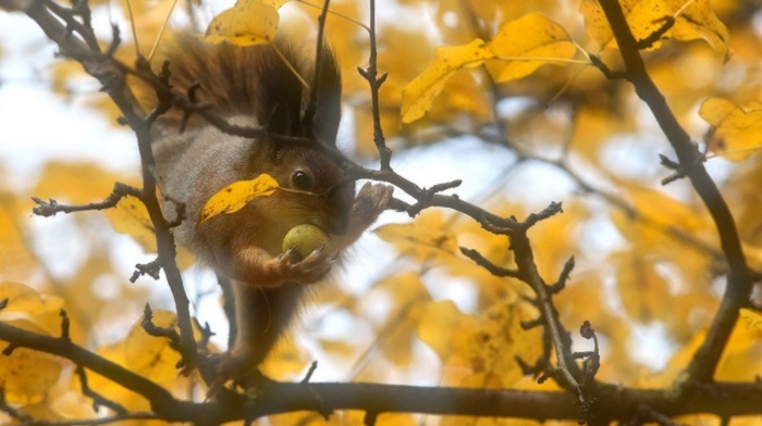 autumn, squirrel, leaves