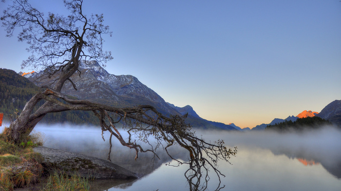 tree, mist, stunner, mountain, lake