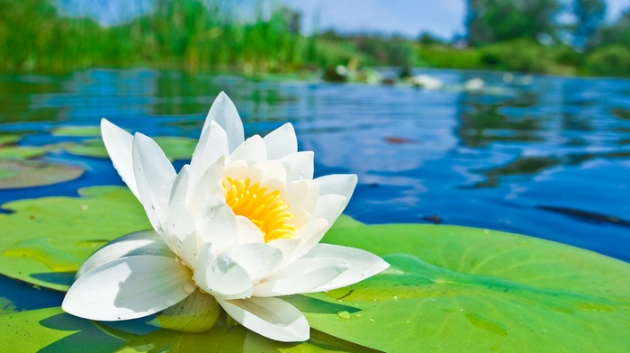 petals, flower, flowers