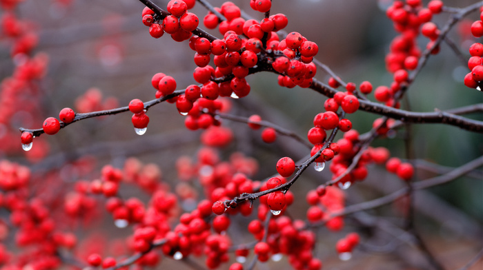 drops, red, branch, berries, rain, nature
