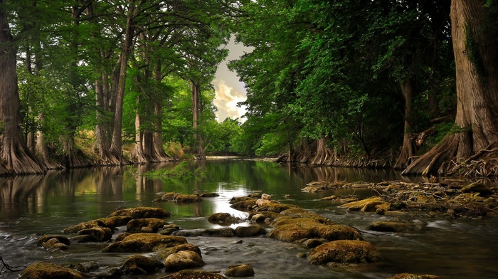 forest, water, trees, nature, river