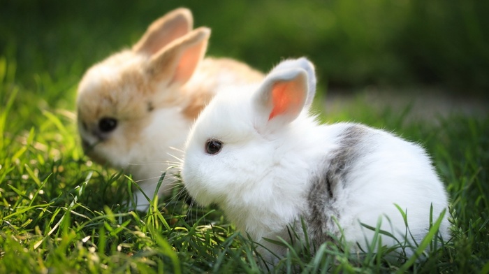 animals
