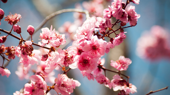 flowers, tree, bloom, spring
