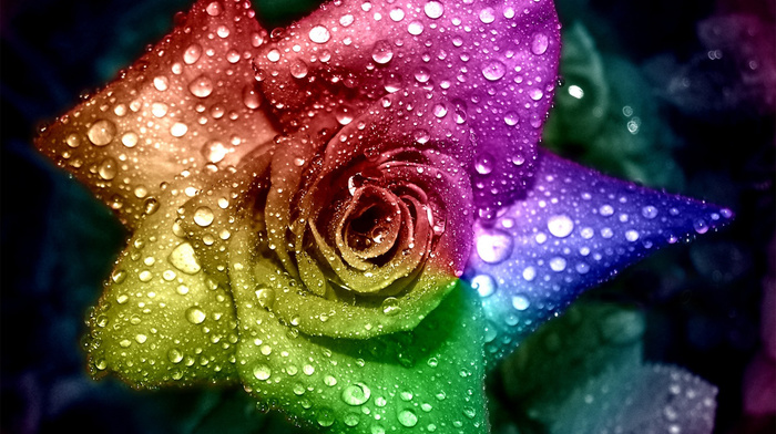 drops, macro, water, petals, dew, flowers, rose