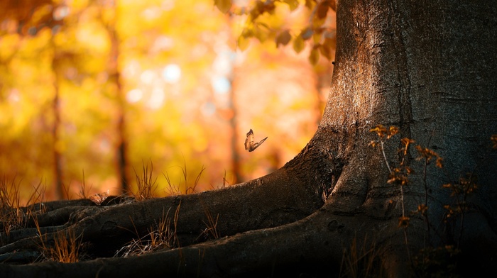 trees, nature, butterfly, bokeh