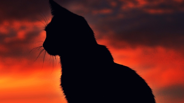 silhouette, animals, cat, sunset