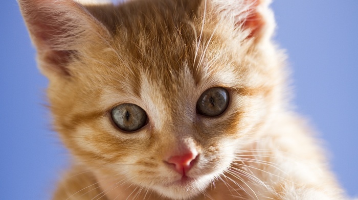 sight, animals