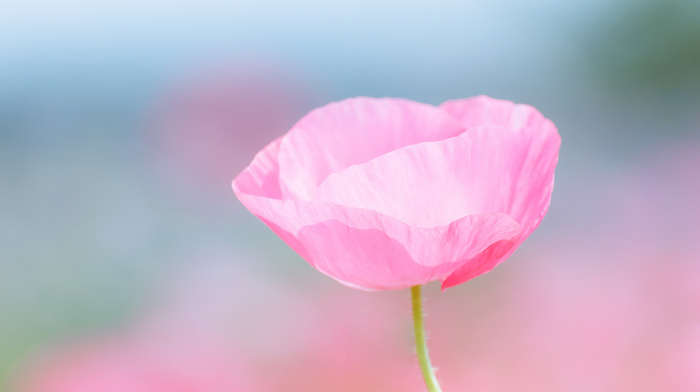 flowers, motion blur, macro, pink, field, flower
