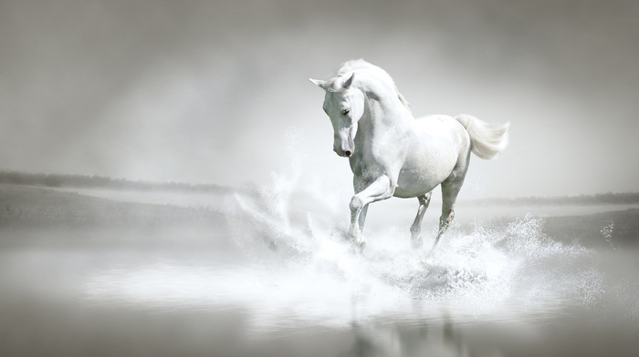 water, horse, splash, coast, river, animals