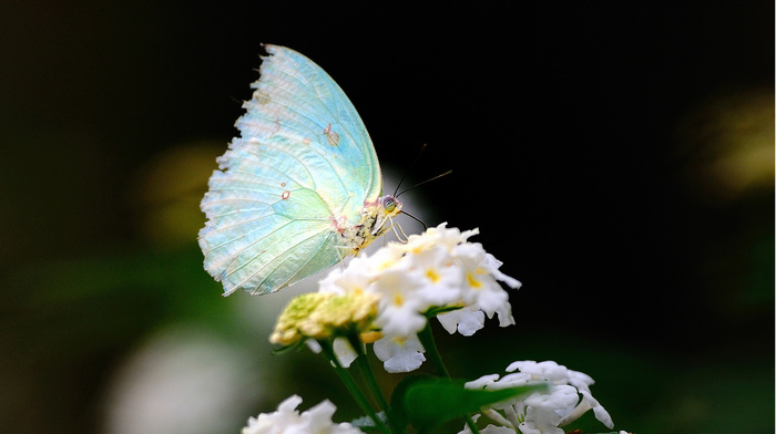 butterfly, flower, white, macro, wings