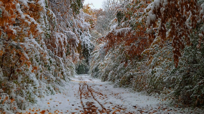 leaves, forest, autumn, snow