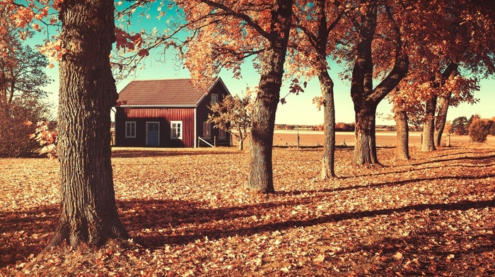 foliage, house, autumn, beauty