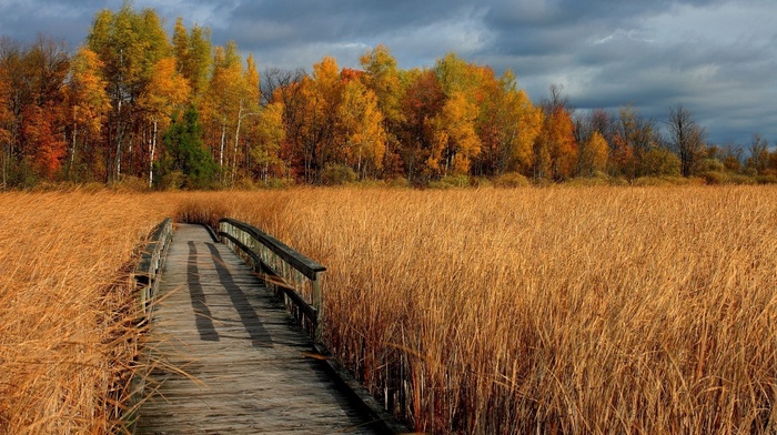 landscape, autumn