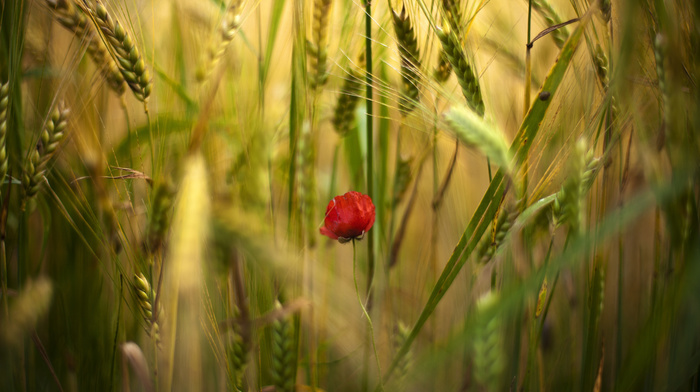 poppies, flower, field, red, flowers