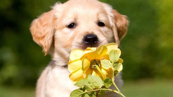 dog, flower, puppy, animals, rose