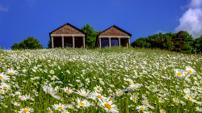 summer, nature, hill