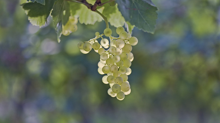 grapes, macro, leaves