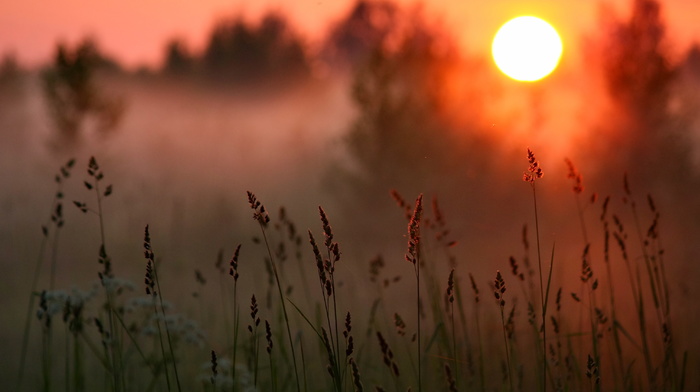 forest, mist, sunset, grass, nature, Sun