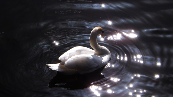 pond, nature