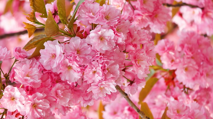 sakura, nature, flowers, spring