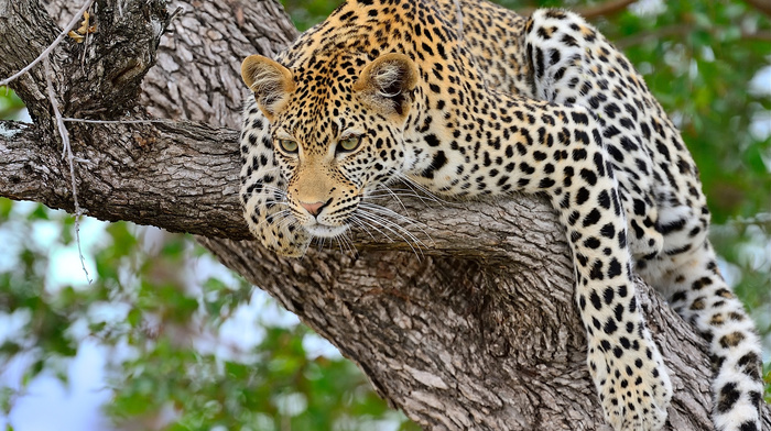 tree, leopard, animals