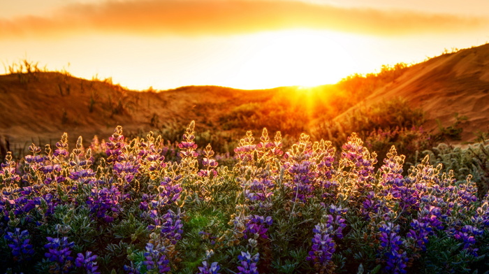 nature, landscape, light, flowers