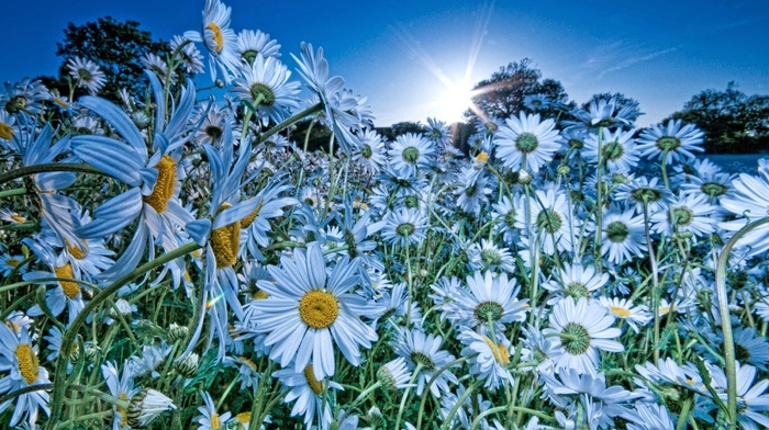 Sun, field, nature, chamomile, flowers