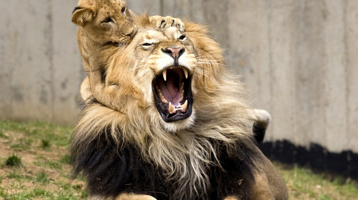 animals, game, lion