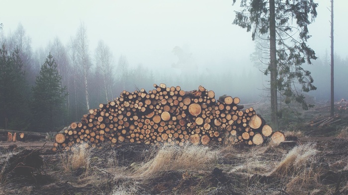 mist, wood