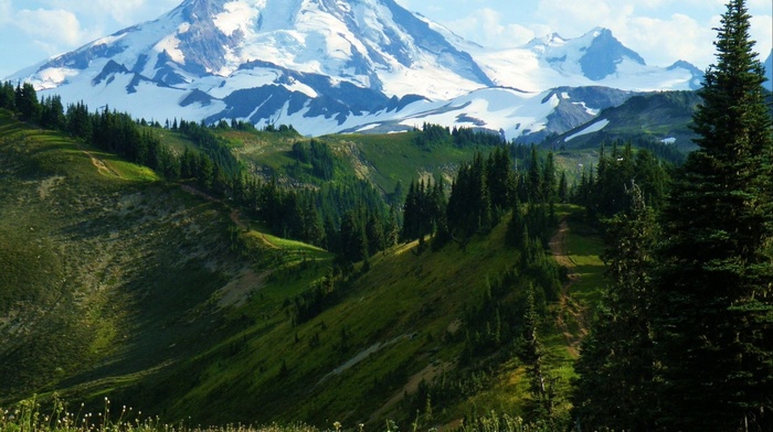 forest, mountain, nature