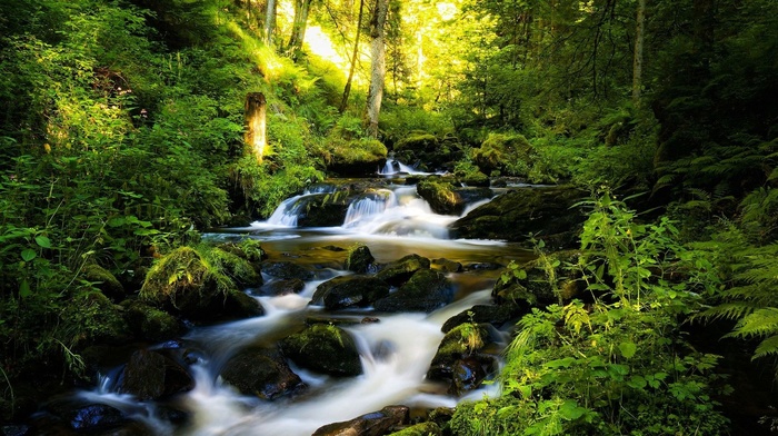 trees, river, forest, nature