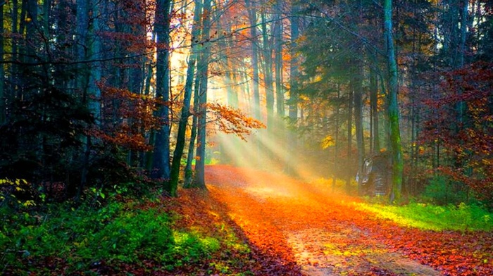 forest, sunlight, autumn