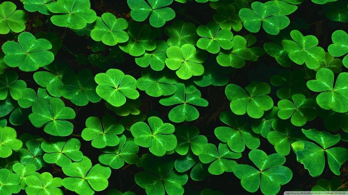 green, leaves, nature, clovers