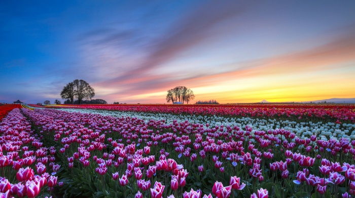 flowers, trees, tulips, nature, evening, field