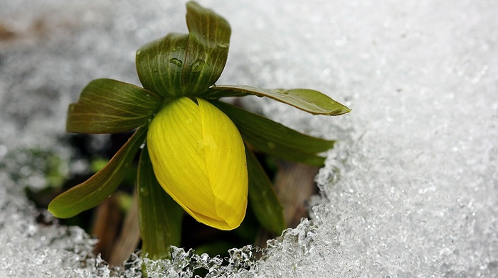 macro, flower, yellow, cold, spring, ice