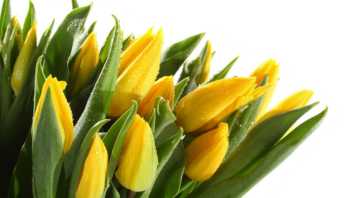 flowers, leaves, drops