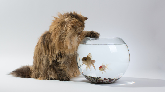animals