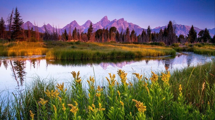 forest, flowers, grass, river, mountain, nature