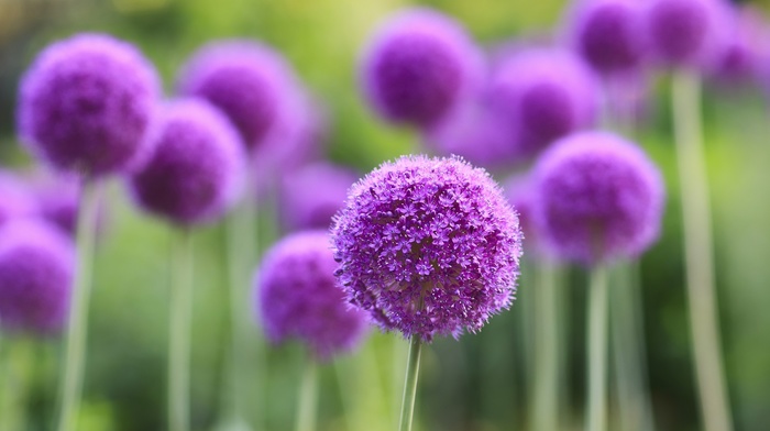 purple, nature, depth of field, flowers, purple flowers